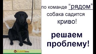 По команде "рядом"  собака садится - криво. Решаем проблему.