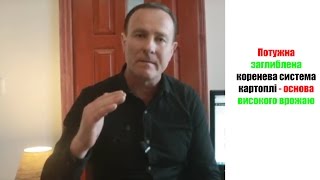 ЗАГЛИБЛЕНА КОРЕНЕВА СИСТЕМА В КАРТОПЛЯРСТВІ.  SYSTEM GŁĘBOKIEGO KORZENIA W ZIEMNIAKACH.