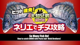 ヒット連発！ネリエでチヌ攻略【大知兄弟】/So Many Fish On /힛트 연발/接连中鱼/Ochi Brothers/오오치형제