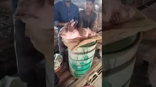Castration or khassi at sawarda  pig farm