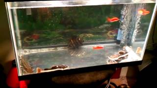 Feeding my baby red tail catfish/Datnoid
