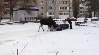просто лось