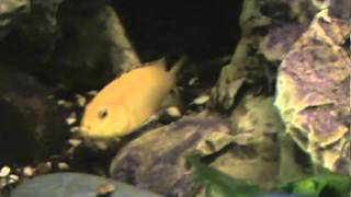 Лабидохромис Еллоу ( Labidochromis caeruleus "Yellow" )