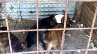 segugia maremmana di 3 mesi abbaia e morde cinghiale 15 kg
