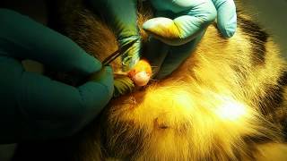 Neutering a cat . Кастрация кота с биологическим узлом. 20150608