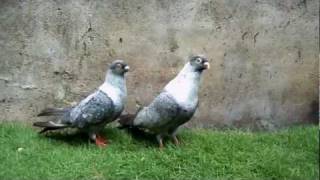 EGYPTIAN SWIFT PIGEON PAIR (SILVER)