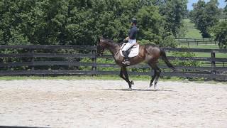ADOPTED Photo Shoot - Canter Lead Exercise