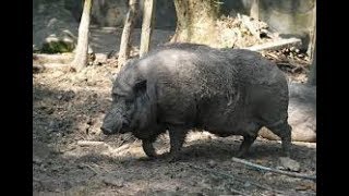 Охота  на кабана, мужик поймал кабана голыми руками