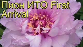 Пион ито Ферст Арривал. Краткий обзор, описание характеристик paeonia itoh First Arrival
