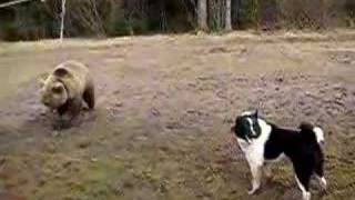Laika hunting vol 2