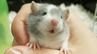This woman rescues pregnant rats