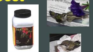 Introduction to Wildlife Rehabilitation Part 3