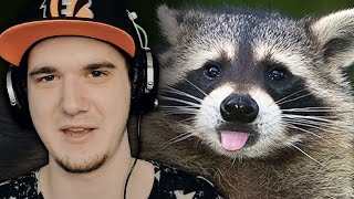 Енот забрался в чужой дом и помыл посуду в Алматы | РЕАКЦИЯ