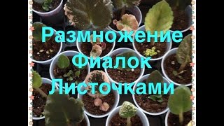 Разведение Фиалок Листочком