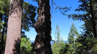 Unique tree draw tree and old growth forest
