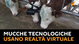 Mucche tecnologiche usano Realtà Virtuale per credere che sia estate e ridurre lo stress
