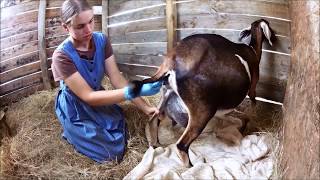 Goat Care Pt. 3:  Labor & Kidding