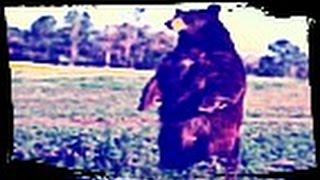 ЗРЕНИЕ!!! Медвежьи покачивания на углу дома
