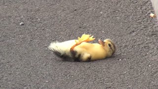 Duck lose their baby - you will cry ? (... but we saved the baby ??)