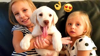 Реакция Подарили Щенка Лабрадора !! Мечта Николь СБЫЛАСЬ ! СОБАКА !!! Puppy kids react EMOTIONAL