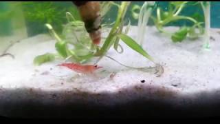 Nuevo proyecto - Nano plantado con gambas