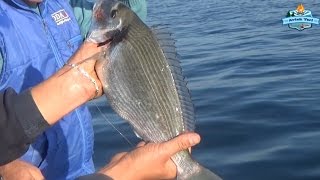 Dev Çupralar Böyle Yakalanır? Big Fish catches So!!!