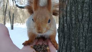Прибежала Рыжая / A red squirrel came running