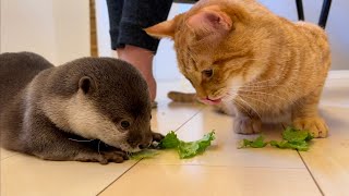 カワウソさくら ついに食べ物を分け合って食べるカワウソ猫？ Otter and cat sharing food