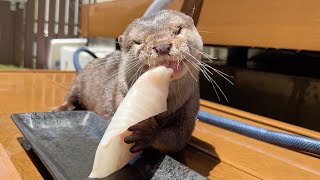 カワウソが鯛の切り身丸ごともらったら動かなくなった 笑 When the otter got a whole snapper fillet, it stopped moving. lol
