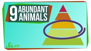 9 of the Most Abundant Animals on Earth