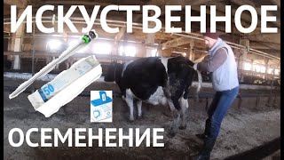 ИСКУСТВЕННОЕ ОСЕМЕНЕНИЕ КОРОВ