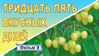 Новые сорта черешни Александра Орловская янтарная Одринка Фильм 9