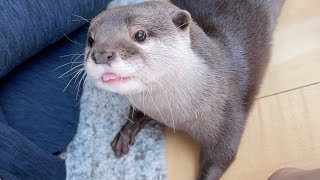 カワウソさくら 飼い主の体にこれでもかと体をこすりつけて日向ぼっこ！Otter and owner basking in the sun