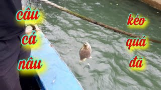 #caucanau #caucagiaitri #cachcaucanau Câu cá nâu ngày mưa bão.giật sướng tay