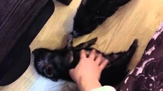 Вьетнамские вислобрюхие поросята дома / Vietnamese pig, minipig in the apartment
