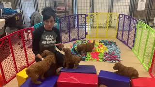 Penny’s Pepper litter work with high Value items!