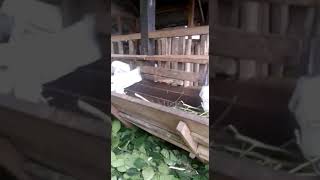 KAMBING ETAWA SENDURO LUMAJANG