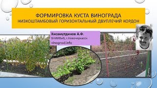 Горизонтальный двуплечий кордон на низком штамбе, Хисамутдинов АФ Новочеркасск