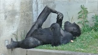 ゴリラのおもしろ動画 part3 / 東山動物園
