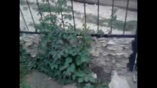 девичий виноград легко украсит зону отдыха