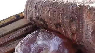 Раздача сахарной помадки зимующим пчелам (новая редакция)