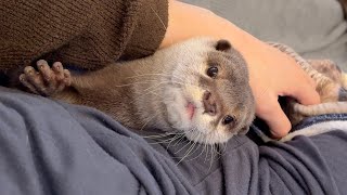 寒くなってきたのでカワウソと一緒に暖を取ることにした It was getting cold, so I decided to warm up with an otter.