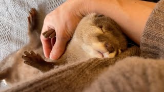 コップにサイコロを隠すゲームで厳しくカワウソと勝負した！ I played a game of hide the dice in the glass with an otter!