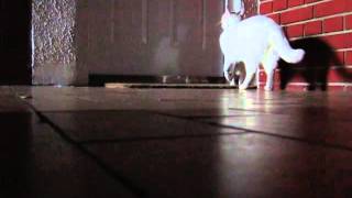 Cat knocks on door :)