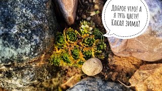 Осенний обзор моей каменной кучки. Что из неё вырастет?