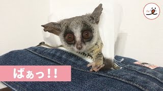 ティッシュ箱の中からショウガラゴさん…！？【PECO TV】