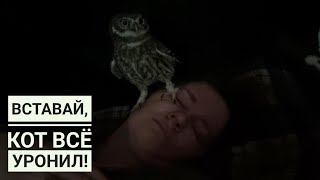 Сыч в постели и в моей голове. Сова пытается оторвать ухо