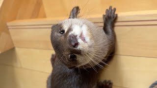 カワウソの階段を登る速さと降りる速さを計ってみた！ I measured the speed at which the otter climbed up and down the stairs!
