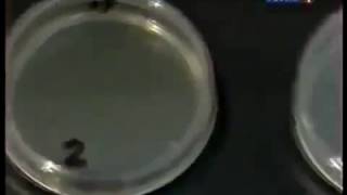 живица с прополисом