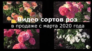 Сорта роз 2020 в продаже с марта.